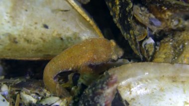 İki benekli balık (diplecogaster bimaculata bimaculata).