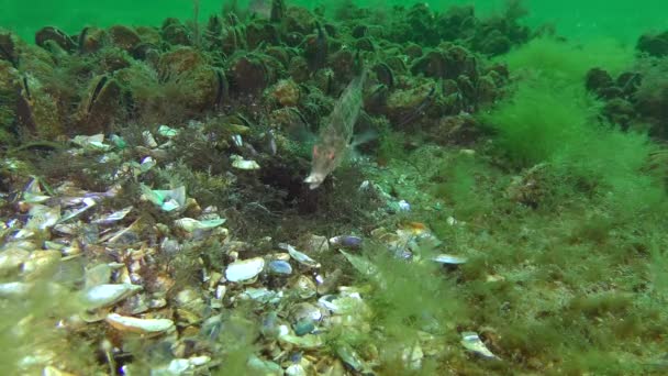 Uppfödning av grå wrasse (Symphodus cinereus). — Stockvideo