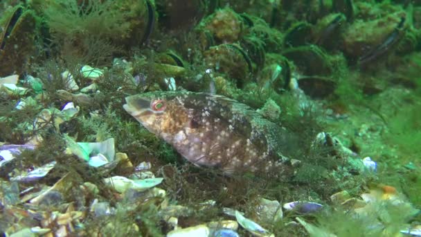 Allevamento di wrasse grigia (Symphodus cinereus ). — Video Stock