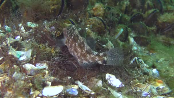 Szürke ajakoshal (Symphodus cinereus tenyésztése). — Stock videók