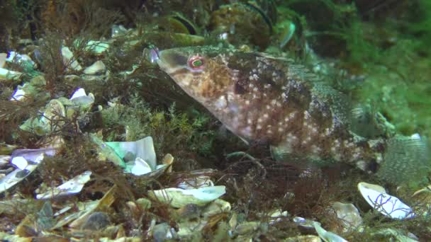 Uppfödning av grå wrasse (Symphodus cinereus). — Stockvideo