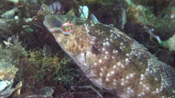 Uppfödning av grå wrasse (Symphodus cinereus). — Stockvideo