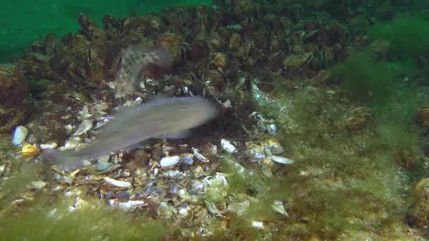 Zucht von Graulippfischen (symphodus cinereus)). — Stockvideo