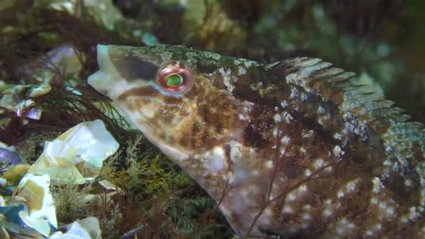 Allevamento di wrasse grigia (Symphodus cinereus ). — Video Stock