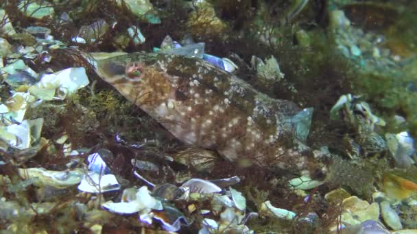 Reproducción de Grey wrasse (Symphodus cinereus). — Vídeos de Stock