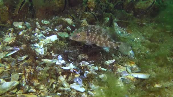 Fortpflanzung des Lippfisches (Symphodus cinereus)). — Stockvideo