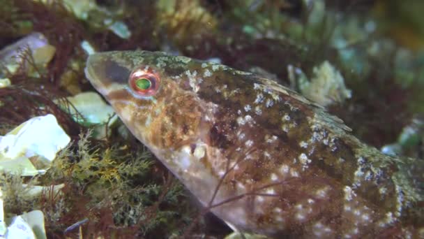 Fortpflanzung des Lippfisches (Symphodus cinereus)). — Stockvideo