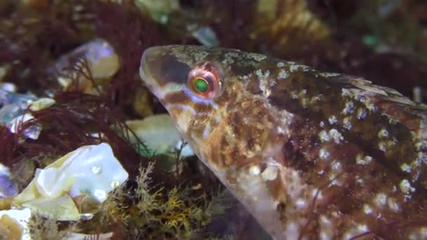 Fortpflanzung des Lippfisches (Symphodus cinereus)). — Stockvideo