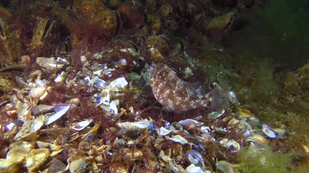 Reproductie van grijze wrasse (Symphodus cinereus)). — Stockvideo