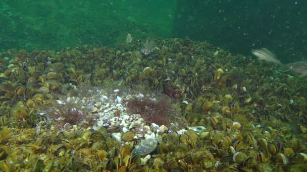 Riproduzione di wrasse grigia (Symphodus cinereus). — Video Stock