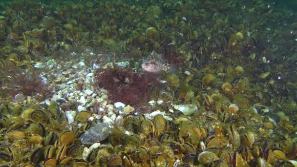 Gri wrasse (Symphodus cinereus oyunların çiftleşme). — Stok video