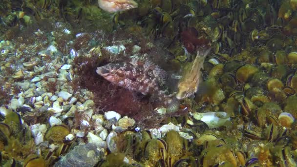 Parning spel av grå wrasse (Symphodus cinereus). — Stockvideo