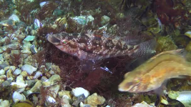 Gri wrasse (Symphodus cinereus oyunların çiftleşme). — Stok video