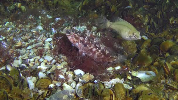 Páření hry šedá pyskoun (Symphodus cinereus). — Stock video