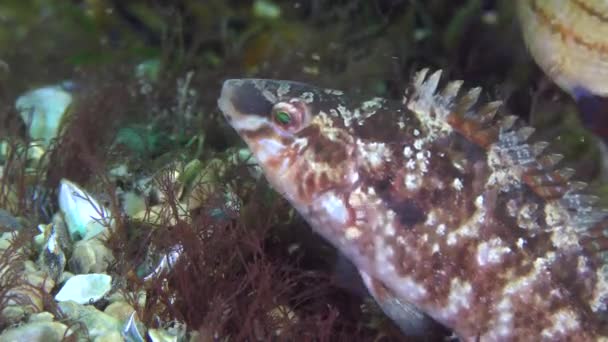 Juegos de apareamiento de Grey wrasse (Symphodus cinereus ). — Vídeo de stock