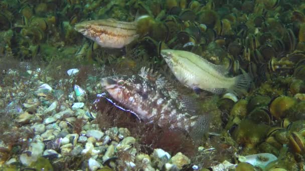 Juegos de apareamiento de Grey wrasse (Symphodus cinereus ). — Vídeos de Stock