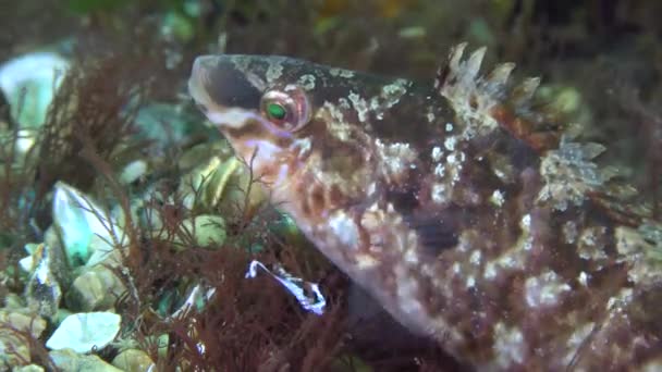 Párzás szürke ajakoshal (Symphodus cinereus játékok). — Stock videók