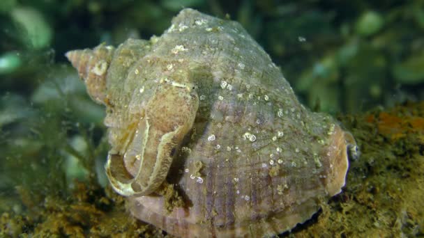 Clingfish de dos manchas (Diplecogaster bimaculata bimaculata). — Vídeos de Stock