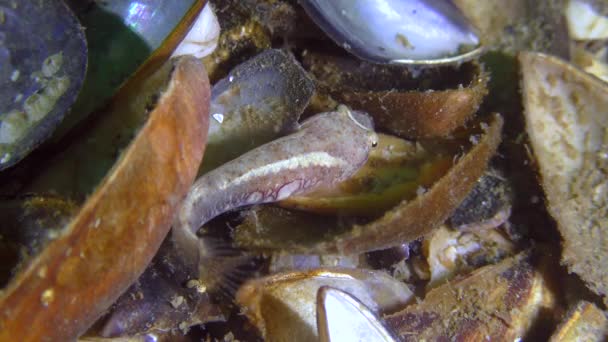 Two-spotted clingfish (Diplecogaster bimaculata bimaculata). — Stock Video