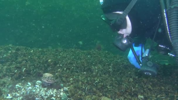 Parning spel av grå wrasse (Symphodus cinereus). — Stockvideo