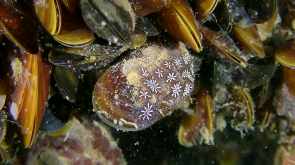 Ascidia Golden Star Tunicate (Botryllus schlosseri). — Stok video