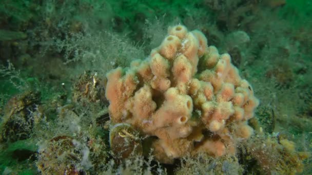 Esponja caliente (Haliclona sp.) sobre el fondo del mar. — Vídeo de stock