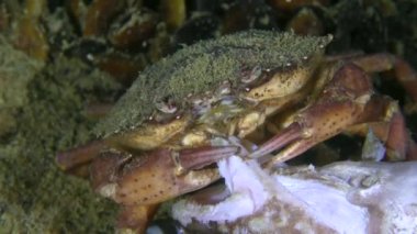 Kıyı yengeci (Carcinus maenas) ölü balıkları yakın plan yer..