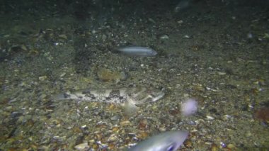 Deniz balığı Knout goby balığı (Mezogobius batrachocephalus) at uskumrusu ile çevrili deniz tabanında.
