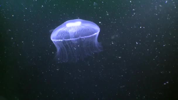 Medusas comunes (Aurelia aurita) sobre el fondo de una columna de agua oscura. — Vídeos de Stock