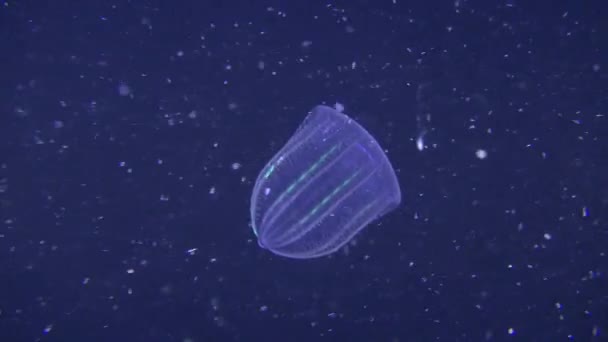 Gelée de peigne brun prédateur (Beroe ovata) sur fond de colonne d'eau foncée .