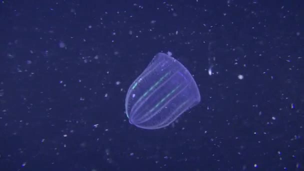 Predatory Brown comb jelly (Beroe ovata) на тлі темної водяної колонки.. — стокове відео