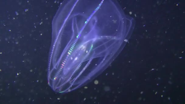 Warty comb jelly (Mnemiopsis leidyi) on a dark background. — Stock Video