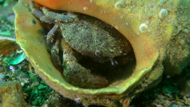 Jaguar round crab (Xantho poressa) took refuge in a shell. — Stock Video