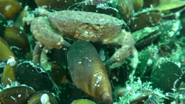 Jaguar rund krabba (Xantho poressa) bär en mussla i klorna. — Stockvideo