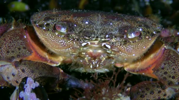 Krabbe sitzt am Boden und bewegt einen Schnurrbart, Nahaufnahme, Porträt. — Stockvideo