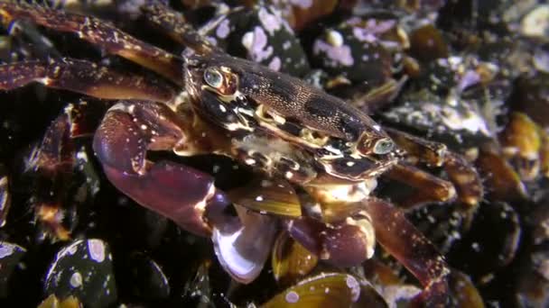 Rock crab eats mussel meat from an open shell, medium shot. — 비디오