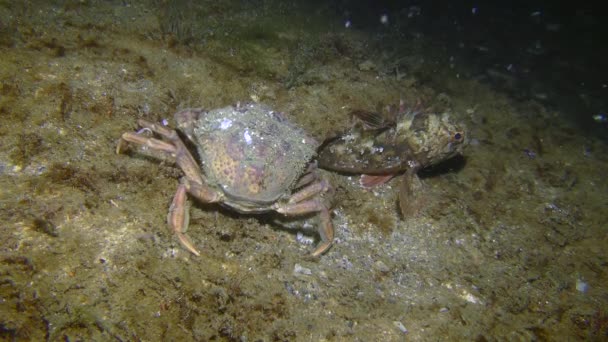 Grön krabba driver svartskorpionfisk (Scorpaena porcus)). — Stockvideo