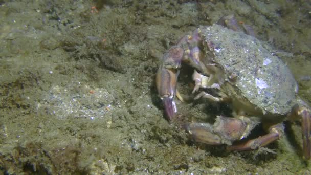 Crabe vert ou crabe du rivage (Carcinus maenas) mange des algues, puis quitte le cadre, gros plan . — Video