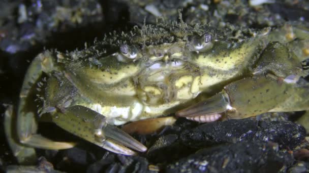 Πράσινο καβούρι ή καβούρι της ακτής (Carcinus maenas), πορτρέτο. — Αρχείο Βίντεο