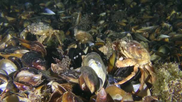 Le crabe vert mange la viande de moule d'une coquille ouverte, un autre crabe passe à proximité . — Video
