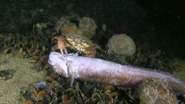 Le crabe vert essaie de arracher la nageoire des poissons morts. . — Video