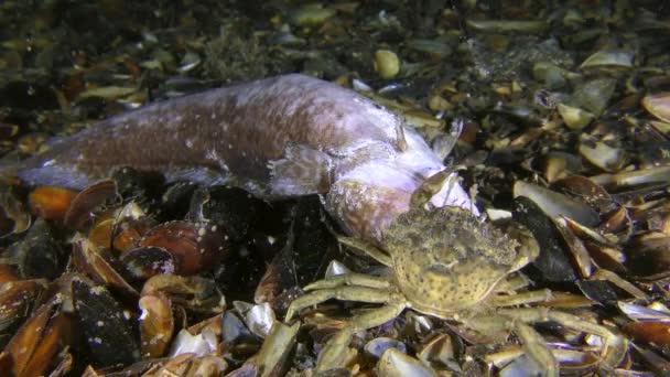 Crabe vert européen essaie de déchirer un morceau de viande de poissons morts, vue de dos . — Video