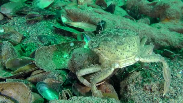 Groene krab probeert vlees te krijgen van de geaderde Rapa Whelk schelp. — Stockvideo
