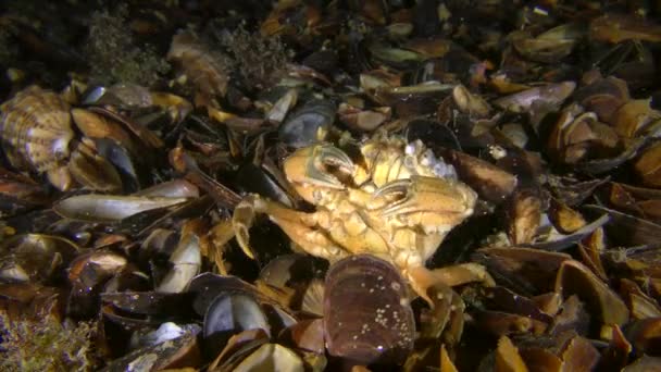 Um raro momento de comportamento: Caranguejo verde coça as costas em conchas no fundo do mar . — Vídeo de Stock