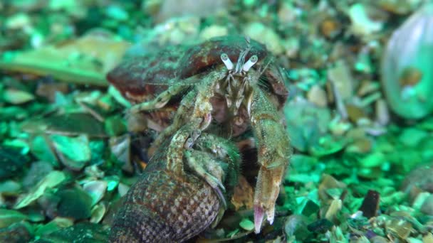 Aufzucht von Einsiedlerkrebsen: Vor der Paarung schleppt das Männchen eine Schale mit einem Weibchen. — Stockvideo