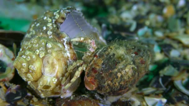 Nieruchomości krabów pustelnika: rak znalazł nową skorupę i dokładnie bada ją przed przeniesieniem. — Wideo stockowe