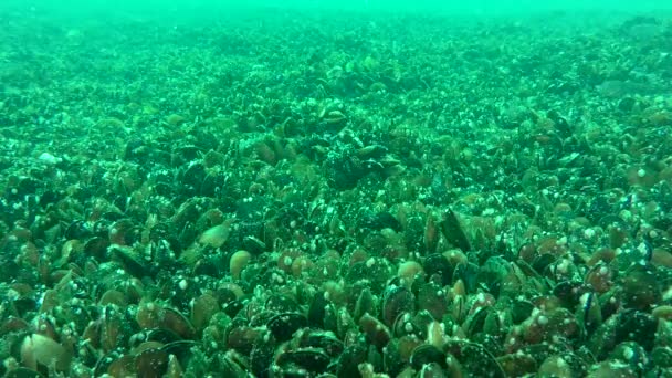Bodenbesiedlung von Muscheln, an denen die Strömung Plankton vorbeiträgt, Weitschuss. — Stockvideo