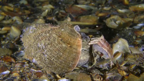 Invasive Arten: Paarungsader Rapa Whelk, mittlerer Schuss. — Stockvideo