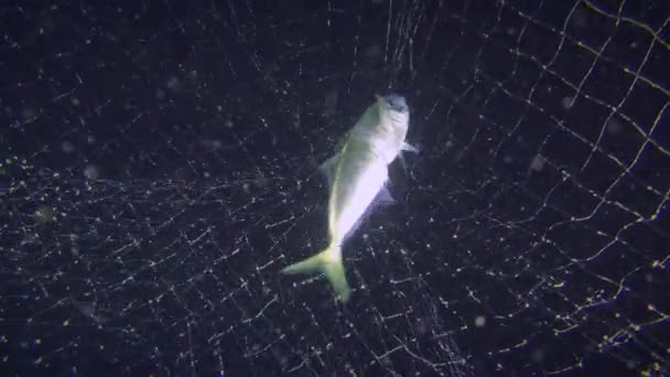 Ikan Horse mackerel beats in the fishing net. — Stok Video