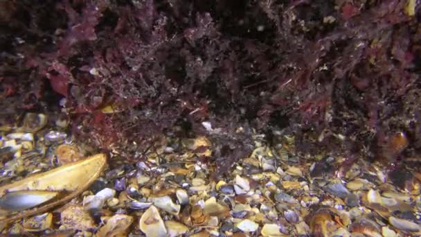 Phyllophora algues rouges sur le fond marin, gros plan .